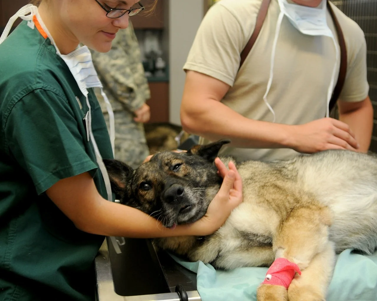 Veterinary team comforting a German Shepherd lying on an exam table with a red bandage on its foreleg