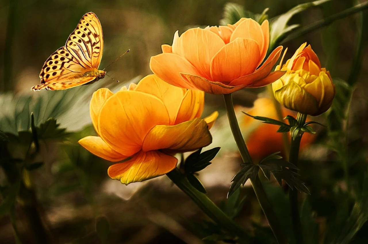 Orange globe flowers in bloom with a spotted butterfly flying beside them