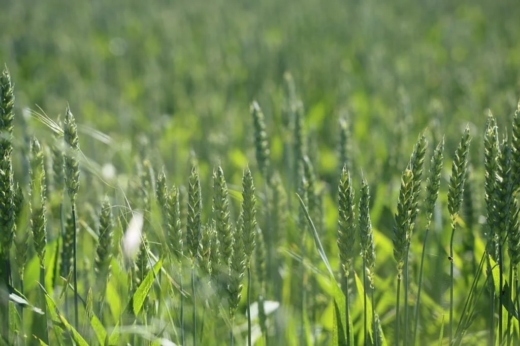 Close-up of green wheat ears growing in a field
