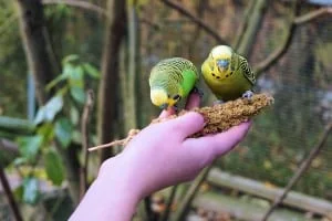 budgie-1043673_1280