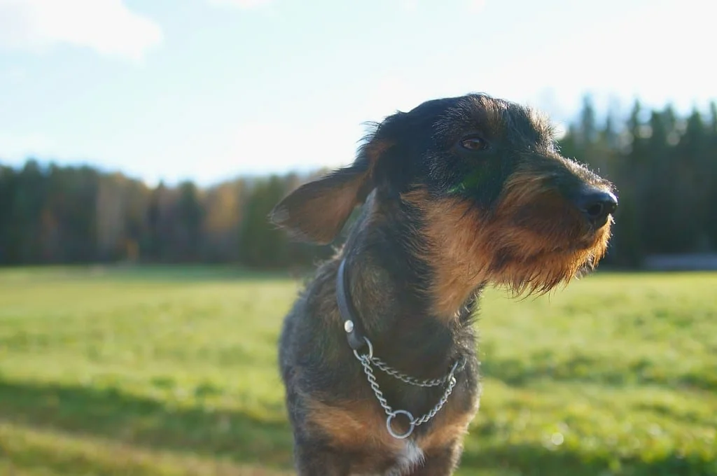Wire-haired dachshund in a chain collar standing in a sunny meadow, ears blowing in the wind