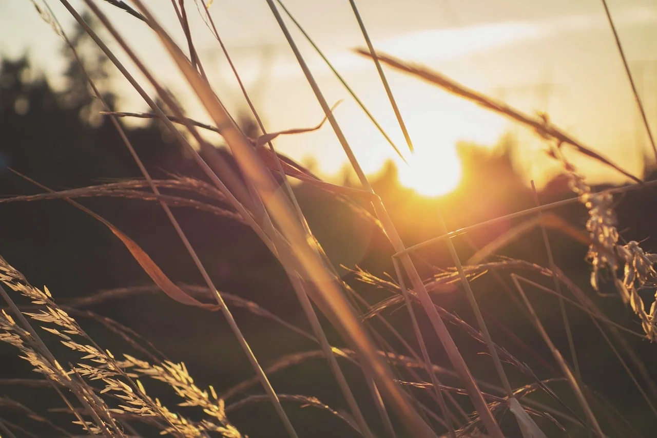 Tall grass stems backlit by a low golden sun