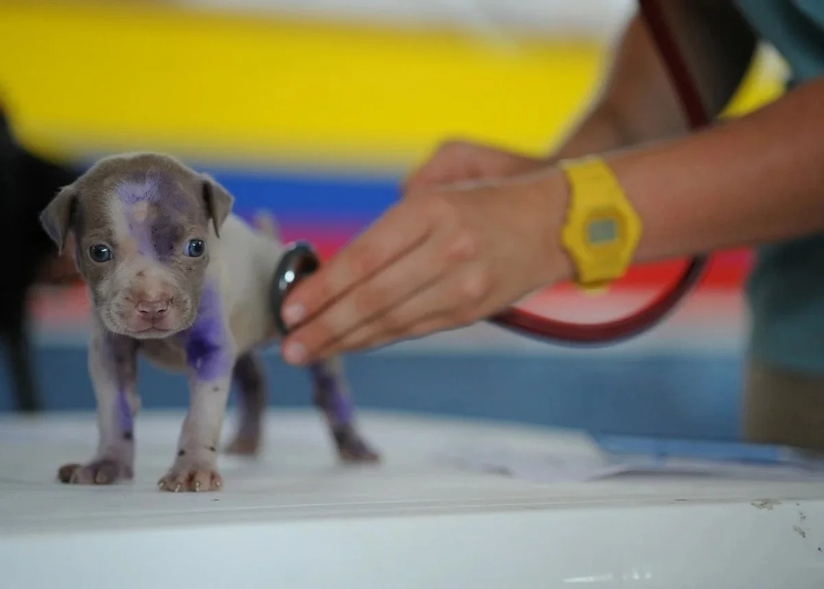 Tiny puppy with purple antiseptic marks standing on an exam table as a stethoscope is held to its side