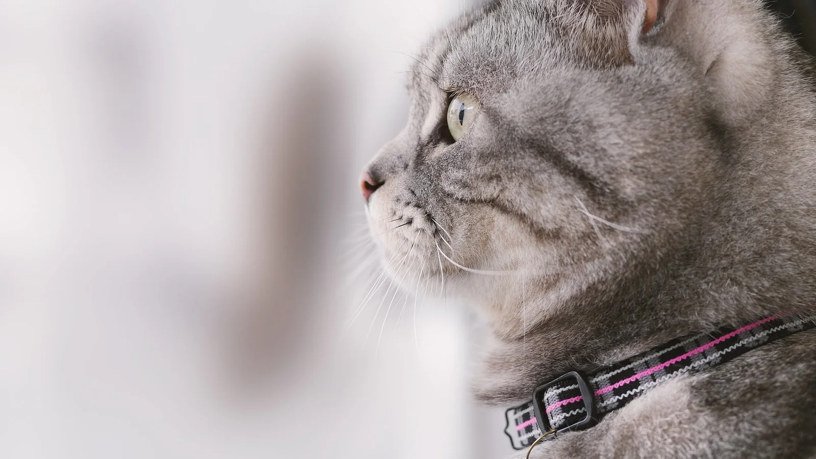 cat-mia-703404_1920