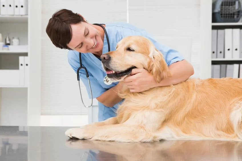 Smiling veterinarian in blue scrubs hugging a golden retriever lying on an exam table