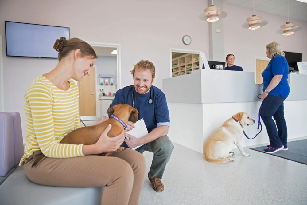 Veterinarian kneeling to greet a smiling client's dachshund in a bright clinic waiting room while another client checks in
