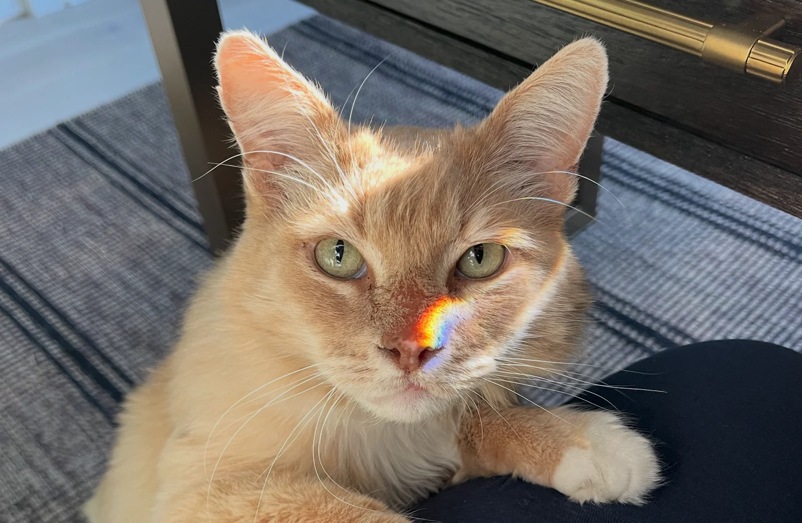 A light orange cat with green eyes sits on a striped rug; a colorful rainbow reflection falls across its face.
