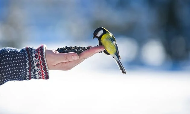 birdtrust