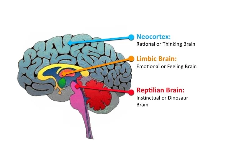 triune brain